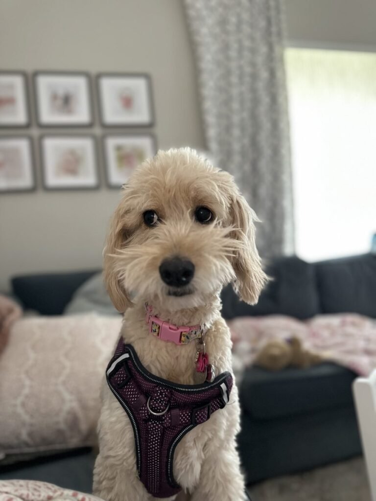 Penny, our goldendoodle